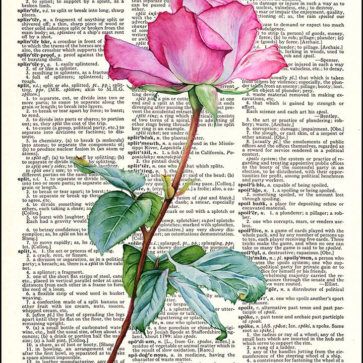 Pink Rose Dictionary Art Print