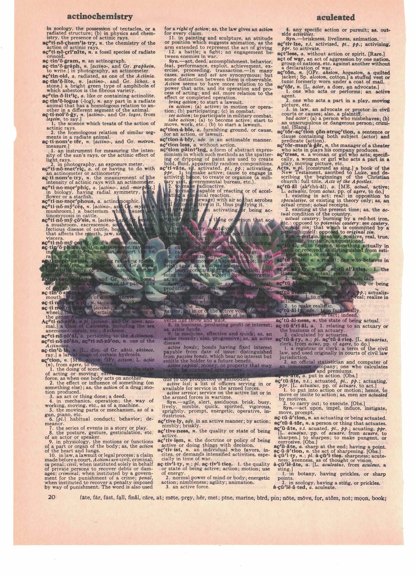 Succulent Plants Dictionary Art Print