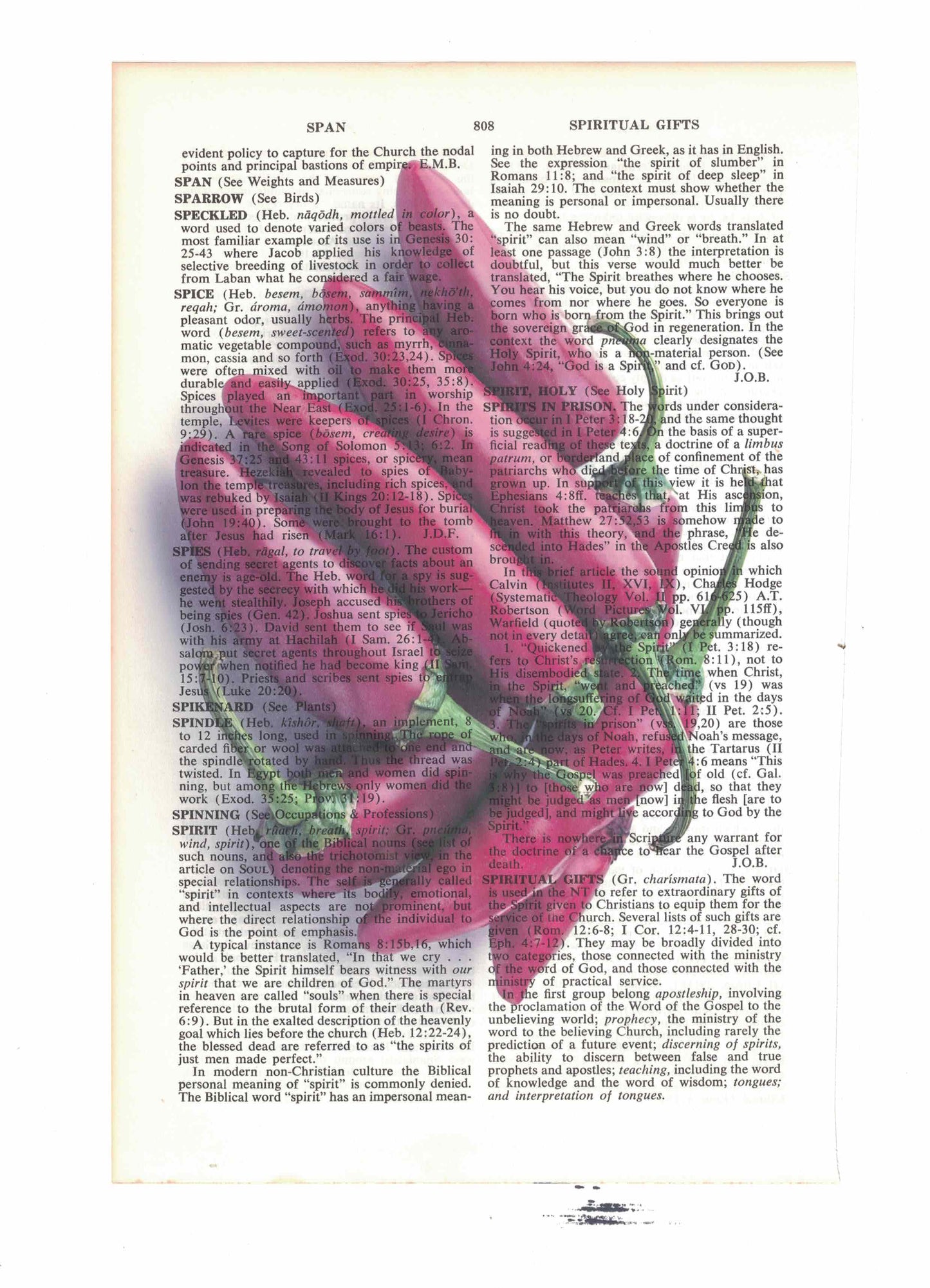 Jalapeno Peppers Dictionary Art Print