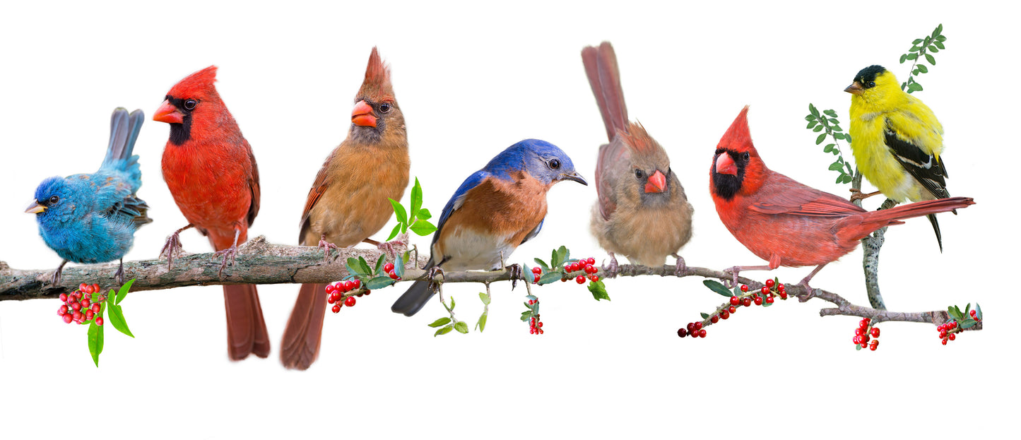 Birds on Tree Branch 3 Piece Linked Dictionary Art