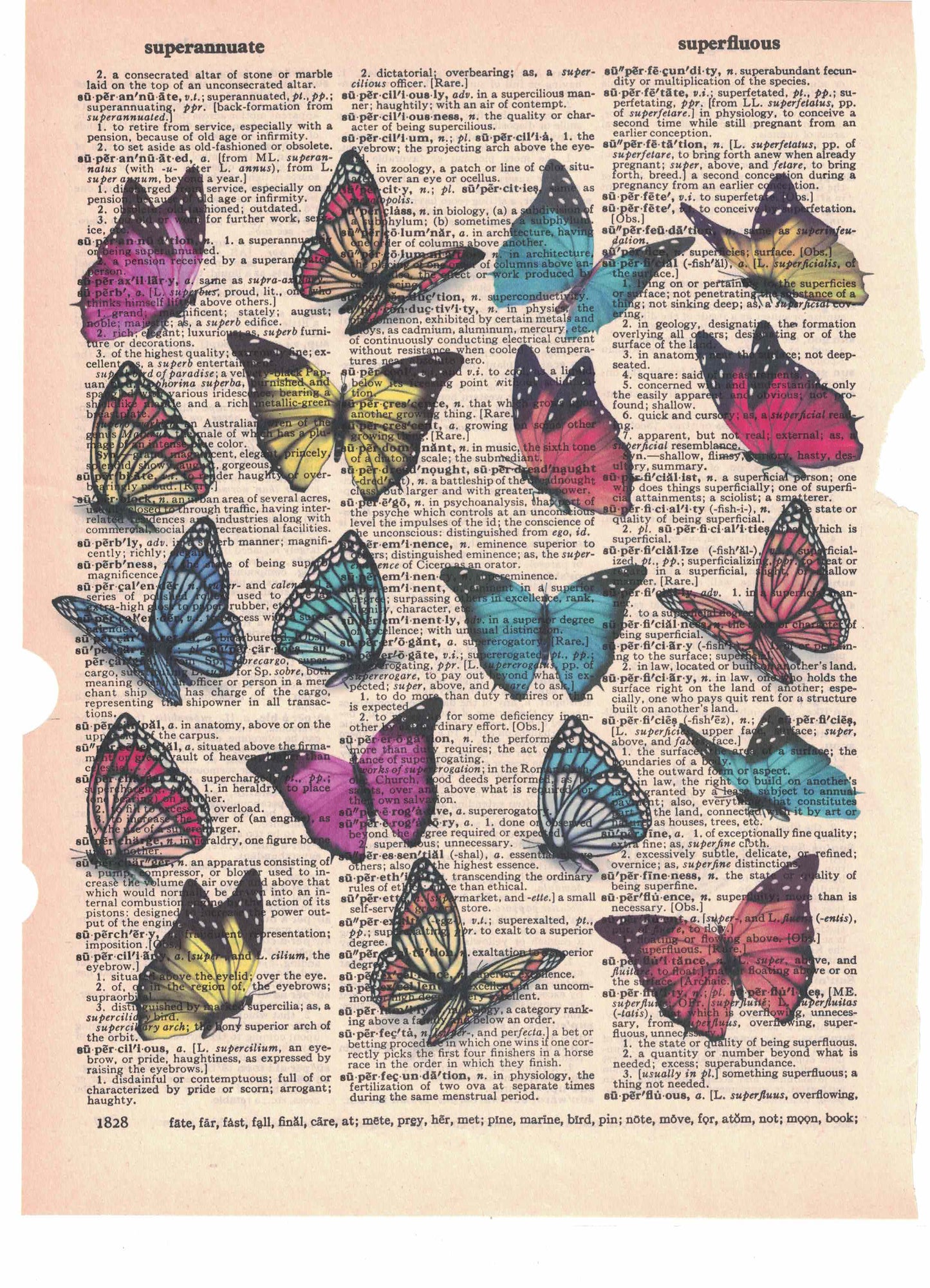 Butterfly Collection Dictionary Art Print