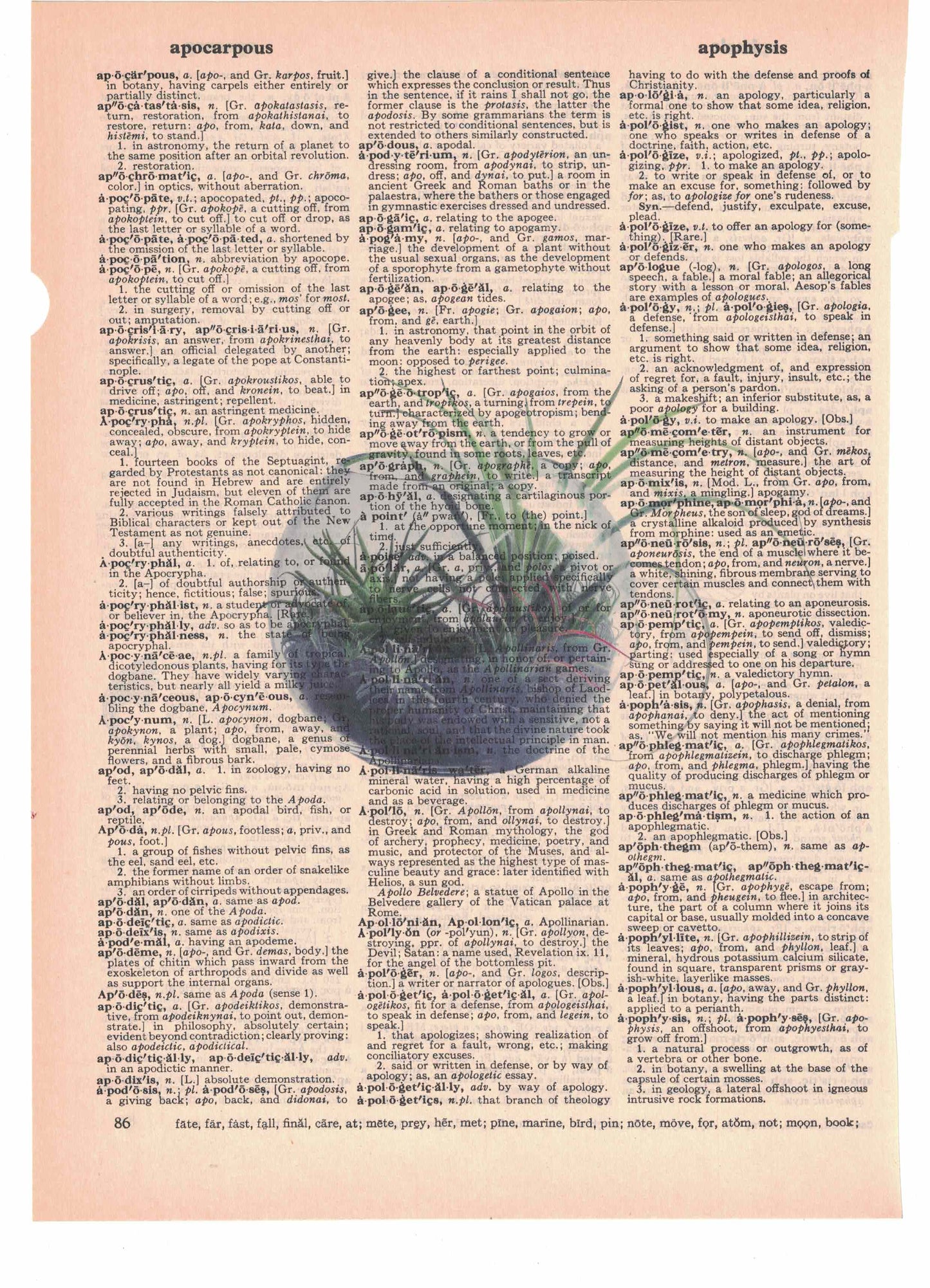 Succulent Plants in a Jar Dictionary Art Print
