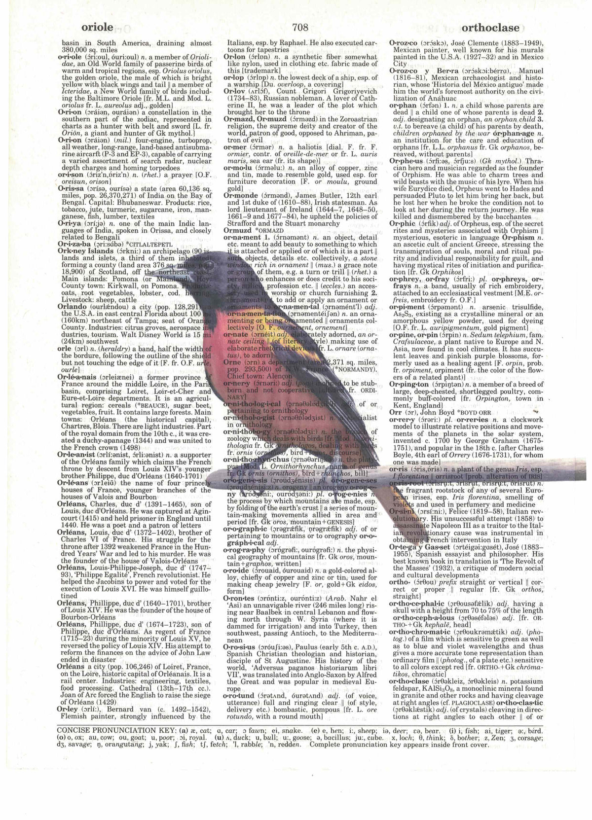Oriole Bird Dictionary Art Print