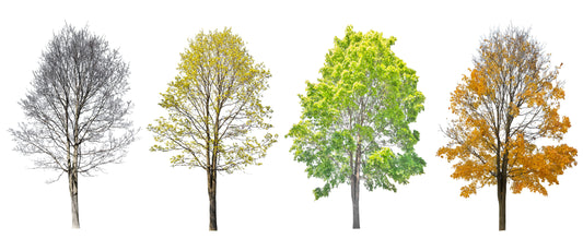 The Seasons Maple Trees Linked Dictionary Art