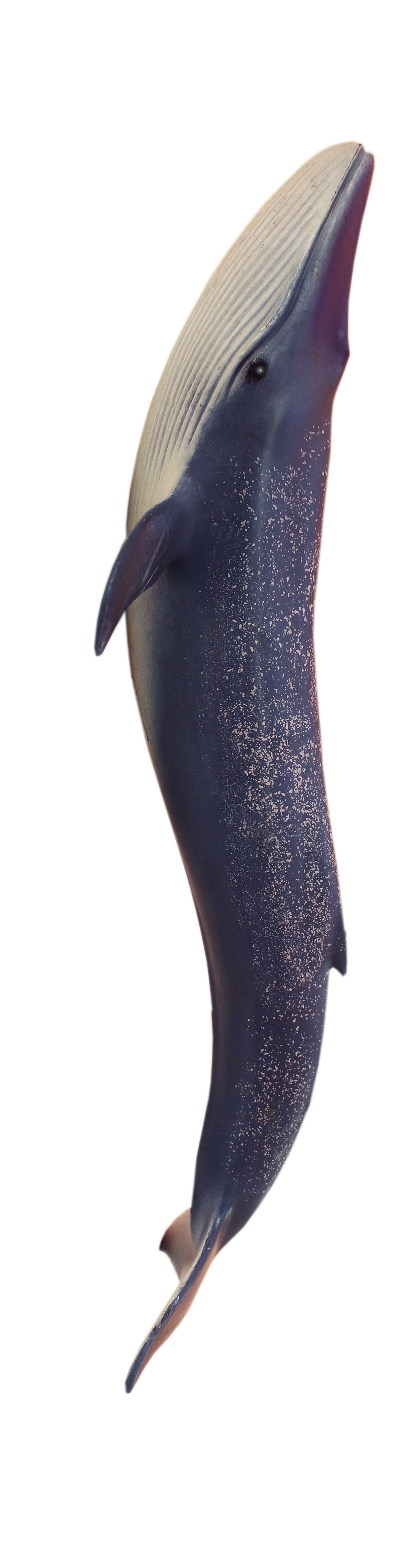 Blue Whale 3 Piece Linked Dictionary Art