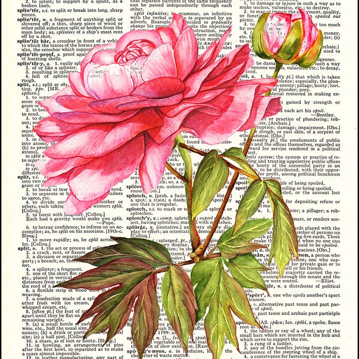 Pink Peony Flower Dictionary Art Print